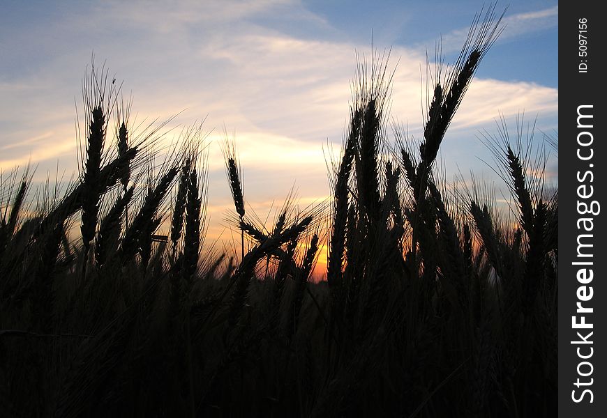 Wheat silhouetted against a sunset at the end of a workday