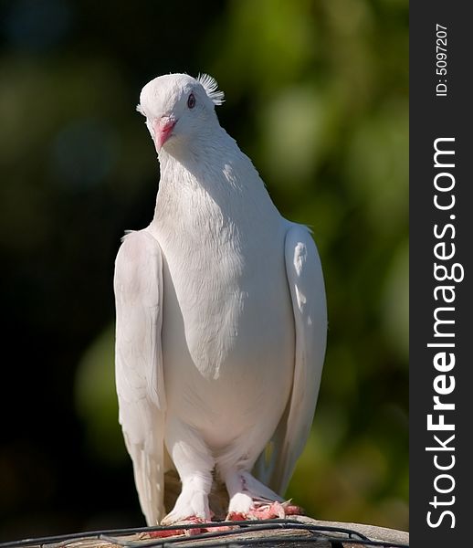 White pigeon on the roof
