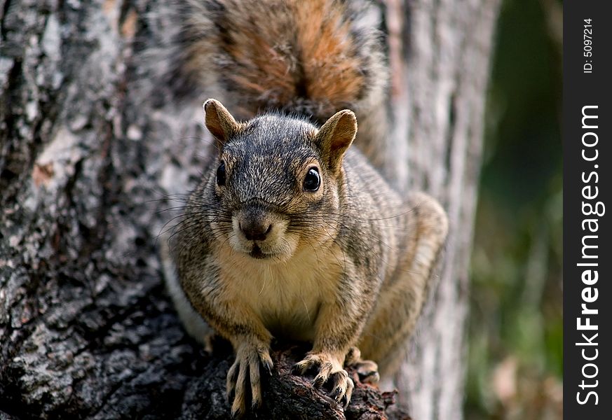 Squirrel sitting on a tree