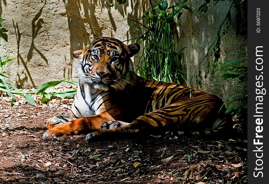 Tiger resting in the shade