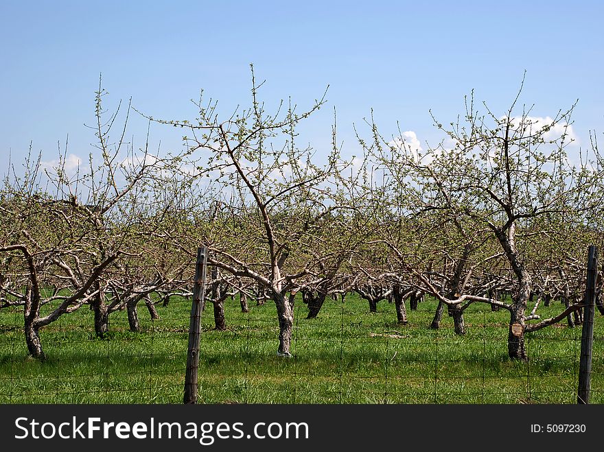 Orchard of apple trees beginning to bud in early Springtime. Orchard of apple trees beginning to bud in early Springtime
