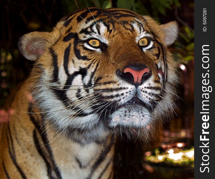 Sumatran Tiger staring at the camera