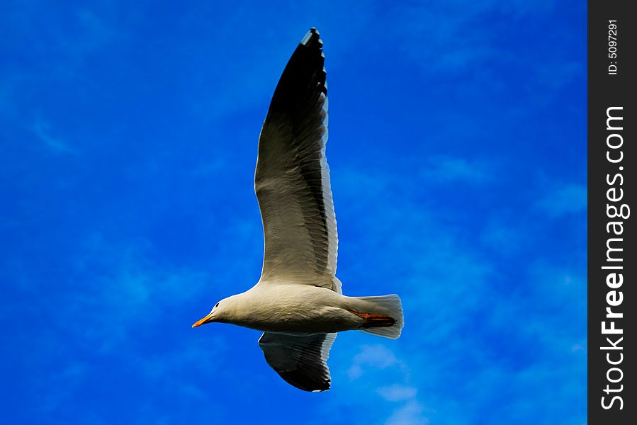 Flying seagull and blue skies