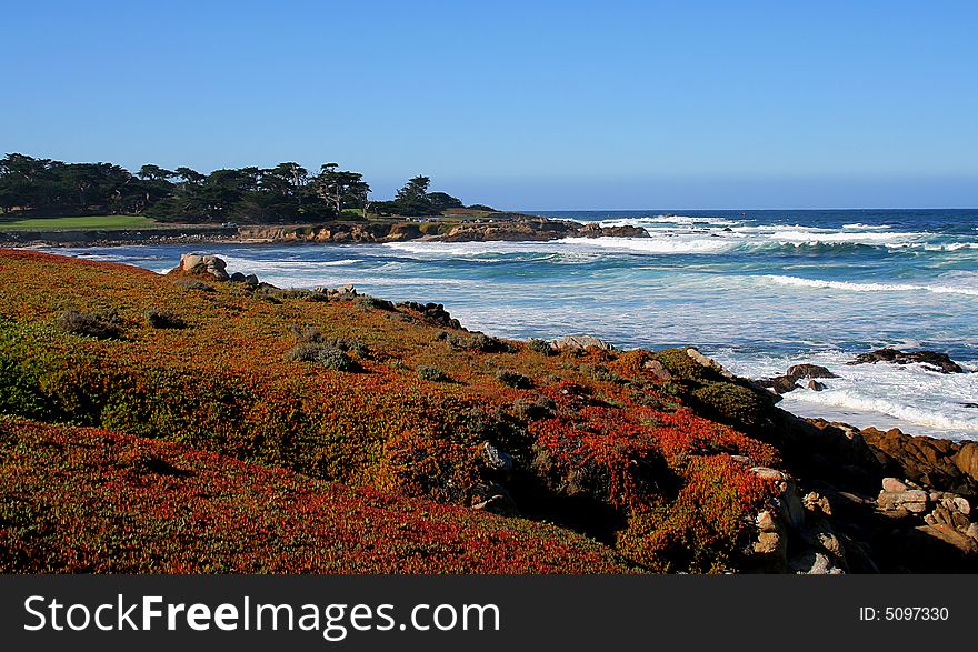 Flowers on the coast of California. Flowers on the coast of California