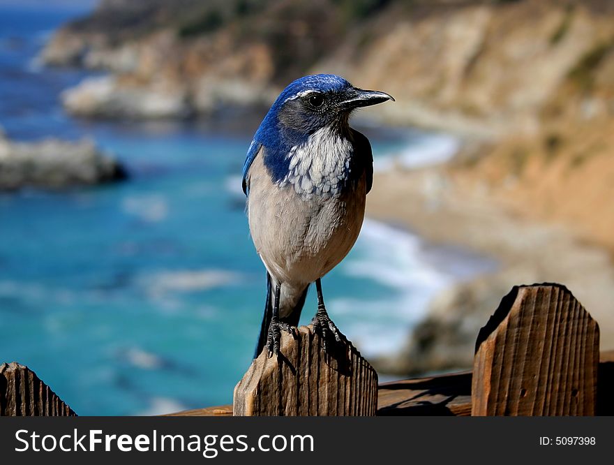 Close up of blue bird in California. Close up of blue bird in California