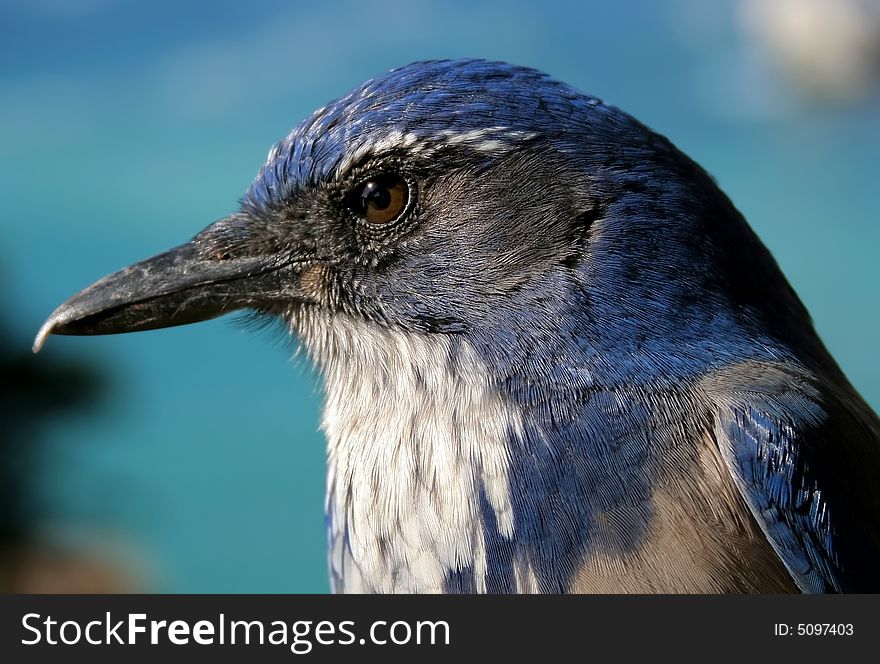 Close up of blue bird in California. Close up of blue bird in California