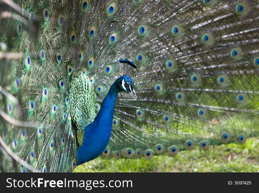 Beautiful image of  peacock , juno's bird