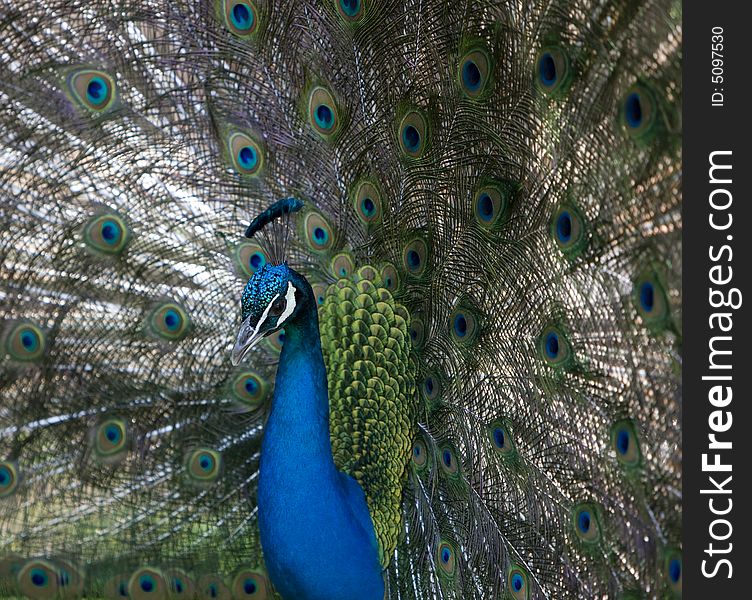 Beautiful image of peacock , juno's bird