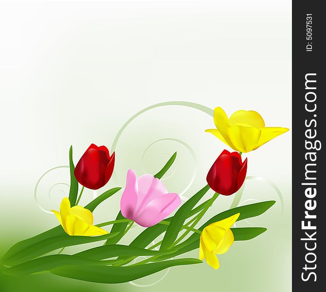 Beautiful yellow, pink and red tulips. Vector illustration. Beautiful yellow, pink and red tulips. Vector illustration