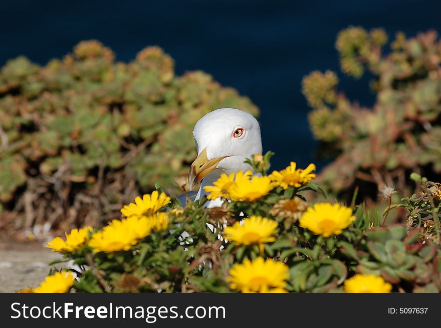 Seagull amongst the flowers at Bleak House, Gibraltar. Seagull amongst the flowers at Bleak House, Gibraltar