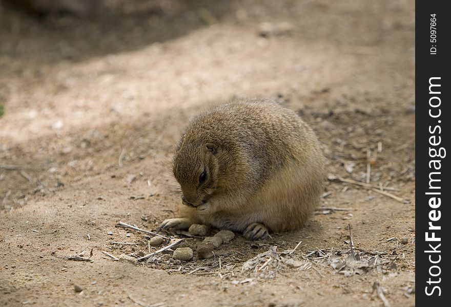 Beautiful  image of Prairie dog , eating .