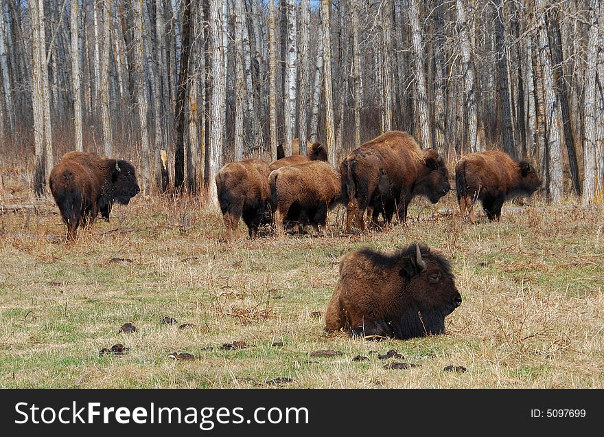 Bison herd eating grass on the meadow