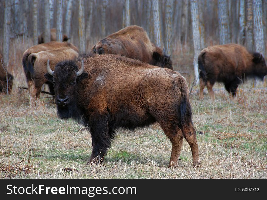 Bison herd eating grass on the meadow