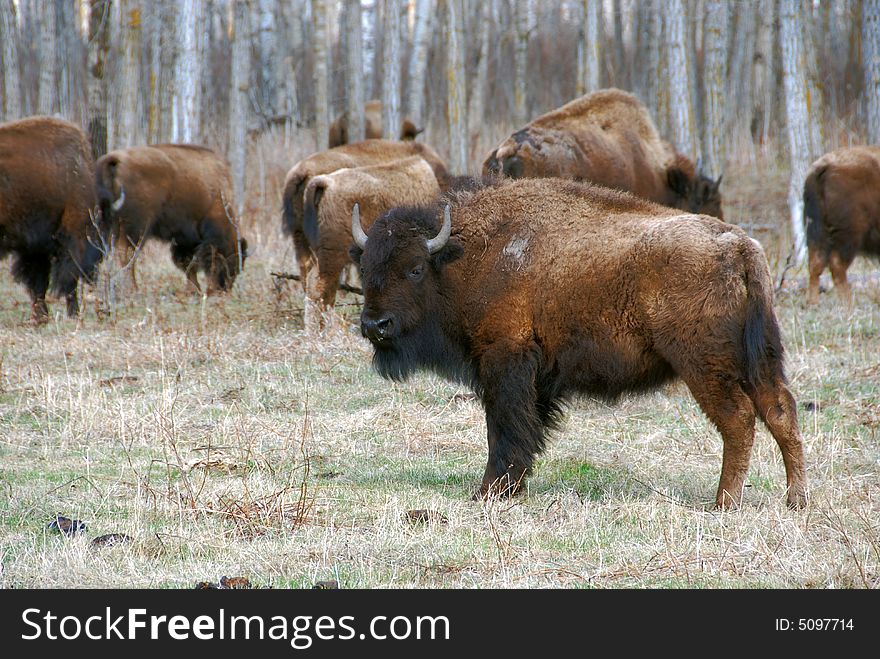 Bison herd eating grass on the meadow