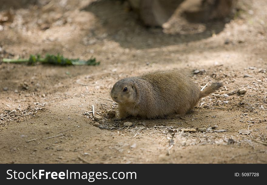 Beautiful  image of Prairie dog  .