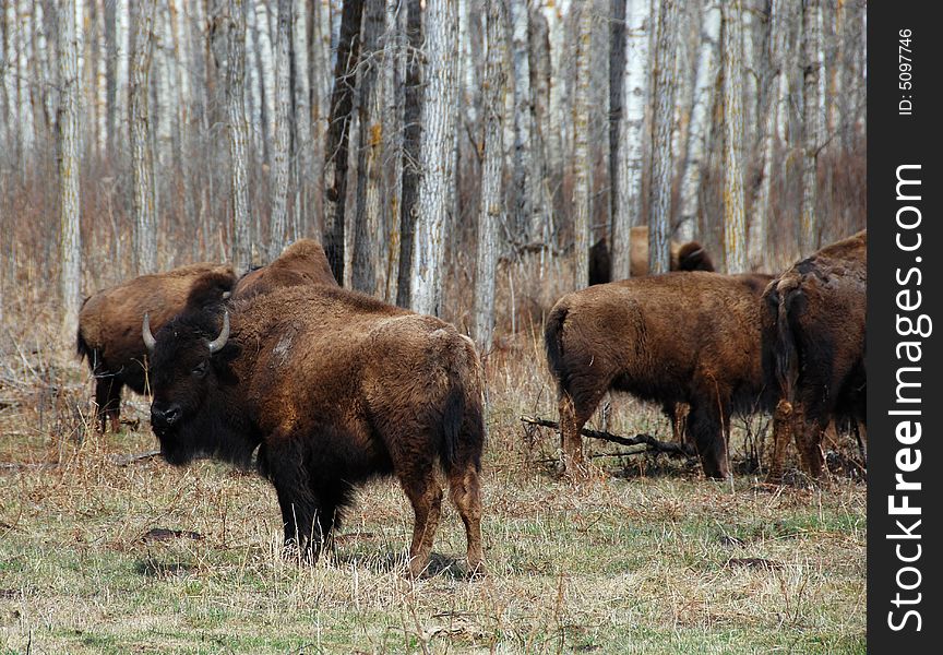 Bison herd eating grass on the meadow