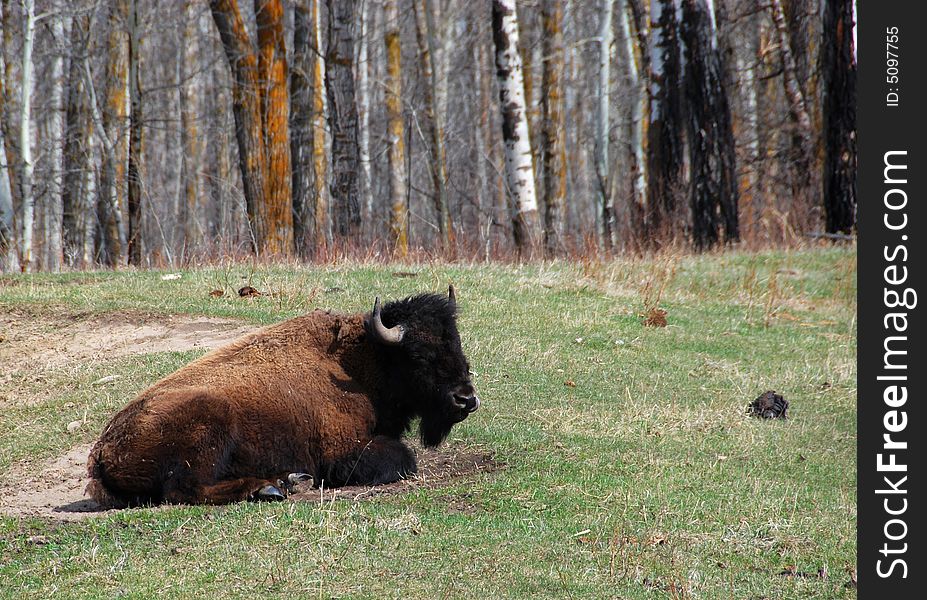 Bison herd eating grass on the meadow