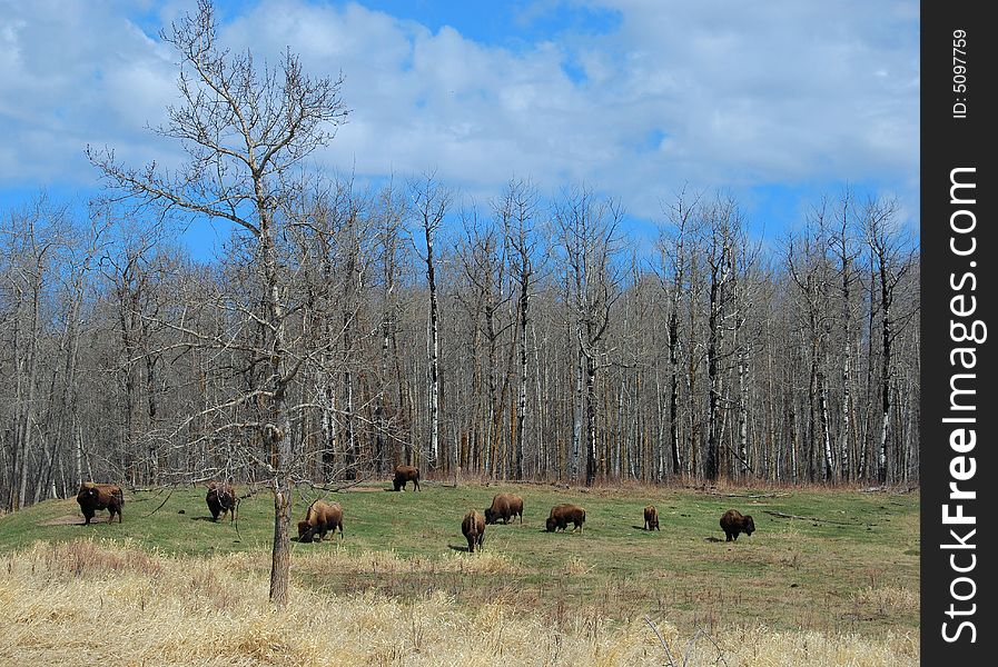 Bison herd eating grass on the meadow