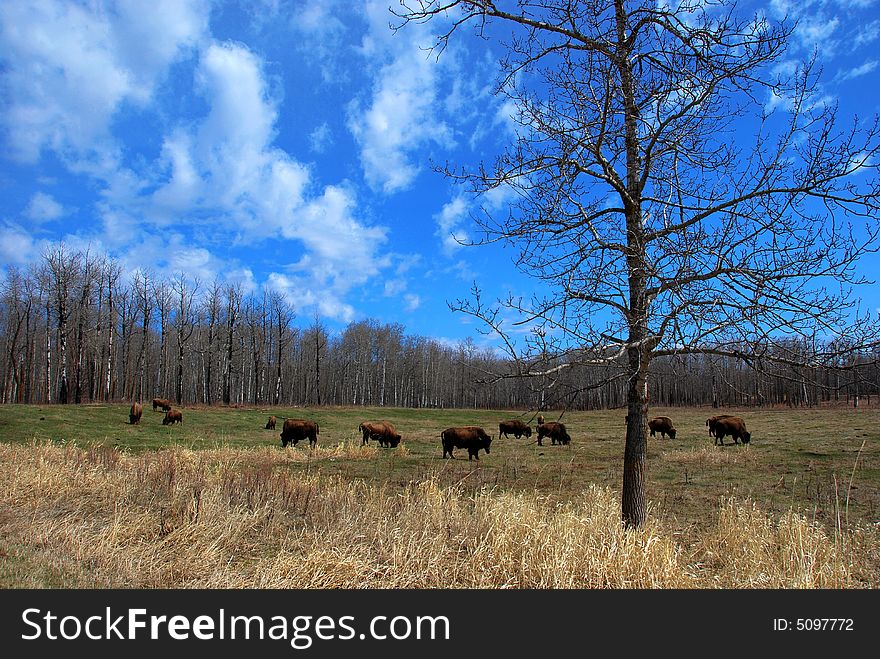 Bison herd eating grass on the meadow