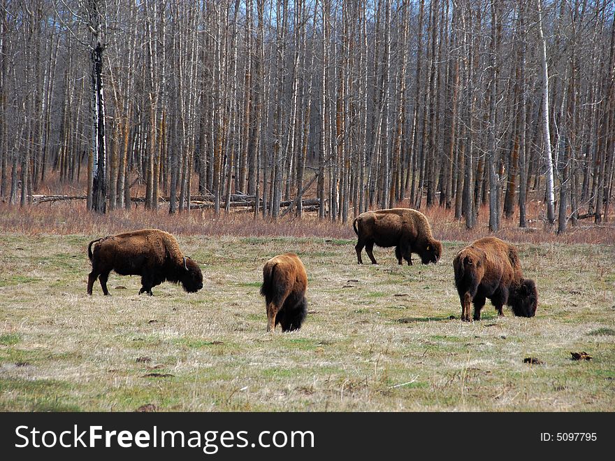 Bison eating grass on the farm. Bison eating grass on the farm