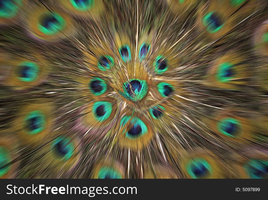 An expanding circular pattern of Peacock feathers. An expanding circular pattern of Peacock feathers.