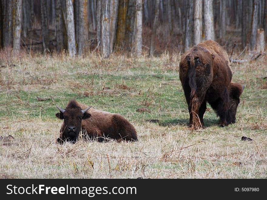 Bison herd eating grass on the meadow