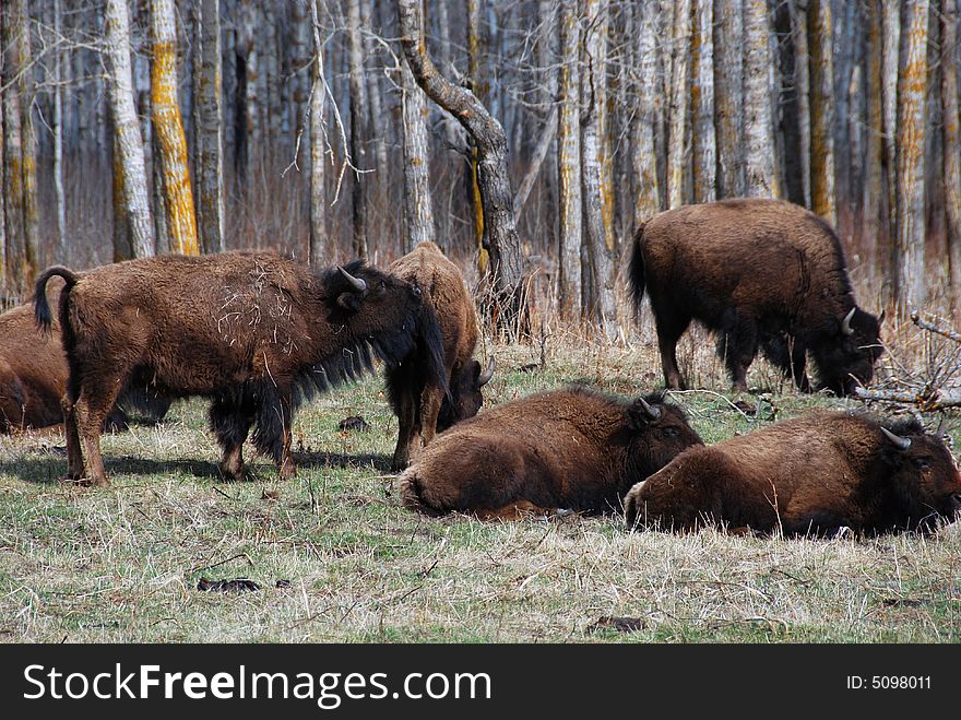 A group of bison on the meadow in Elk Island National Park. A group of bison on the meadow in Elk Island National Park