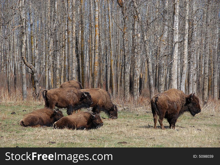 bison on the meadow in Elk Island National Park. bison on the meadow in Elk Island National Park