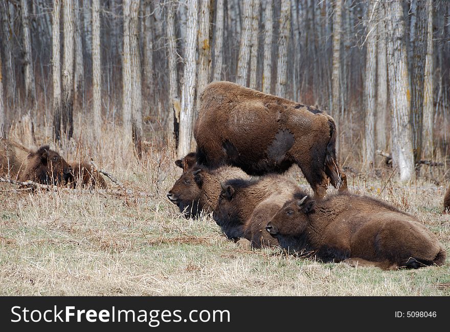 A group of bison on the meadow in Elk Island National Park. A group of bison on the meadow in Elk Island National Park