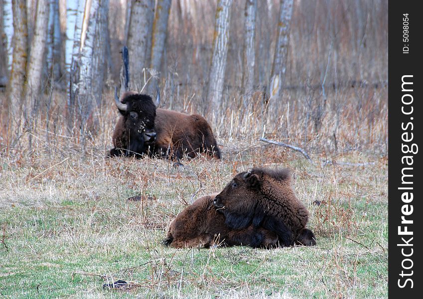 Two bsion lie on the meadow in Elk Island National Park