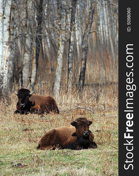 Two bison lying on the grass near the forest