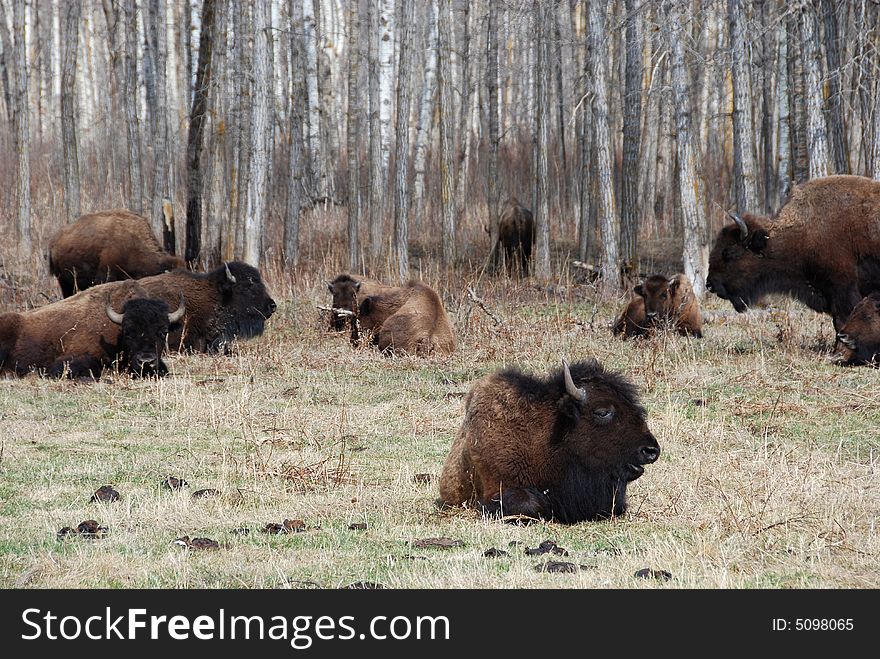 A group of bison on the meadow in Elk Island National Park. A group of bison on the meadow in Elk Island National Park