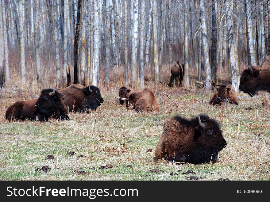 Bison herd eating grass on the meadow in Elk Island National Park