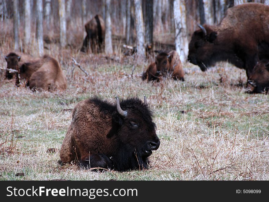 Bison herd eating grass on the meadow