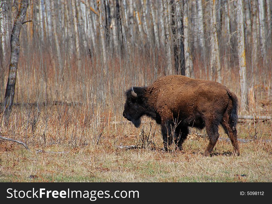 a bsion on the meadow in Elk Island National Park