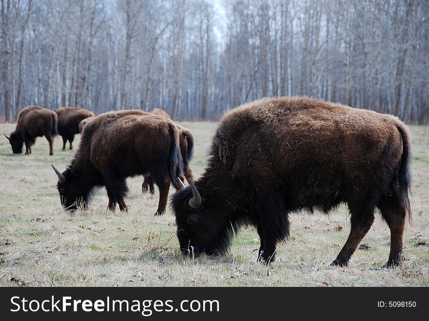 A group of bison on the meadow in Elk Island National Park. A group of bison on the meadow in Elk Island National Park