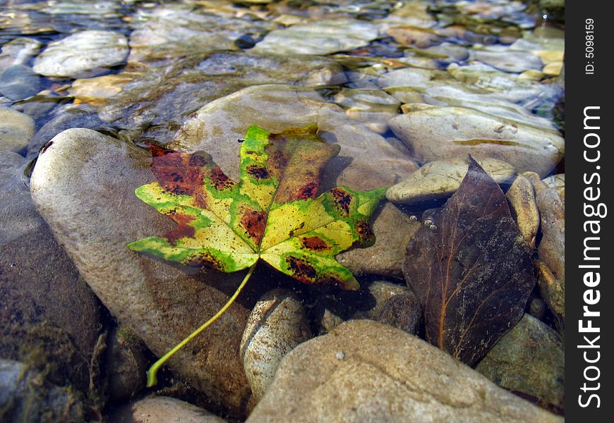 The fallen leaf on stones under water