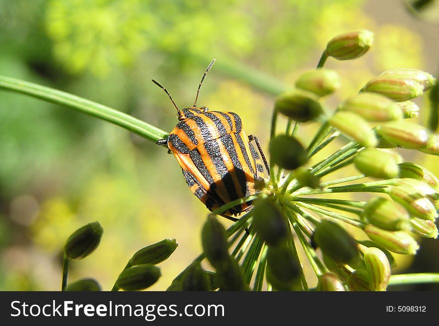 The brown striped bug on green leaflets. The brown striped bug on green leaflets