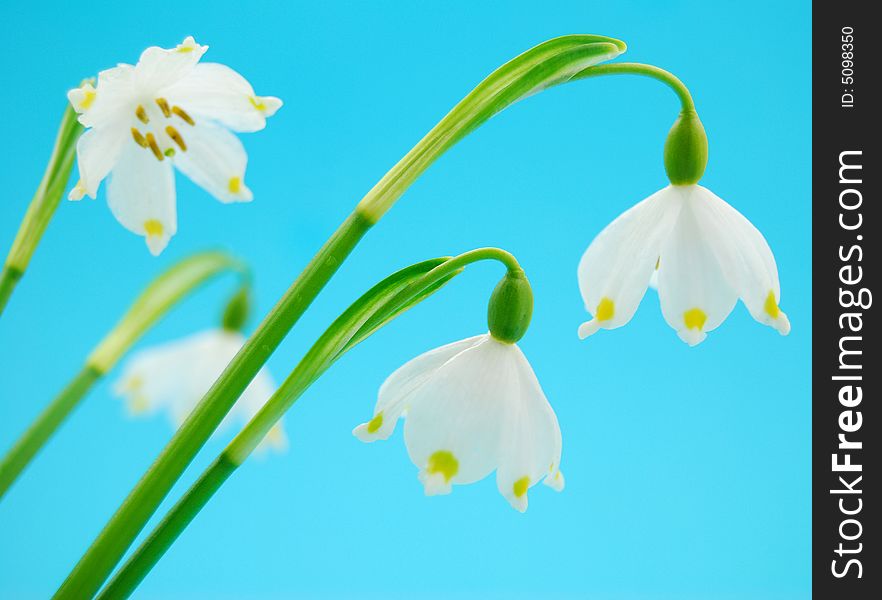 Detail spring flowers on blue background