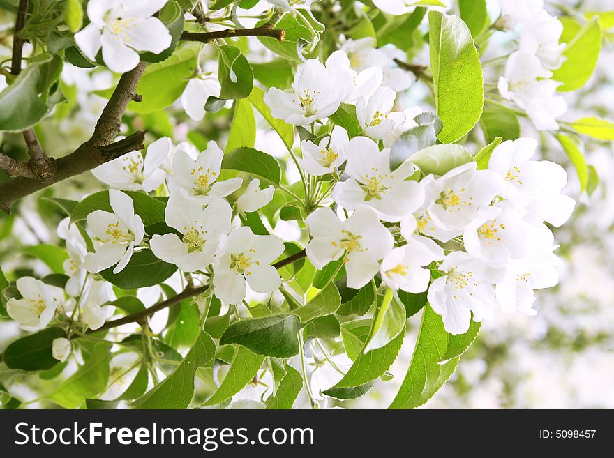 Apple tree blooming