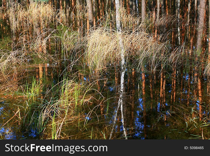 Tress and grass growing in water