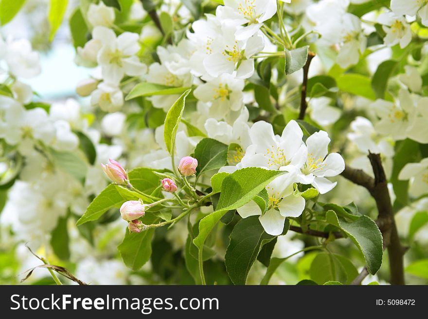 Beautiful apple tree blossoming background