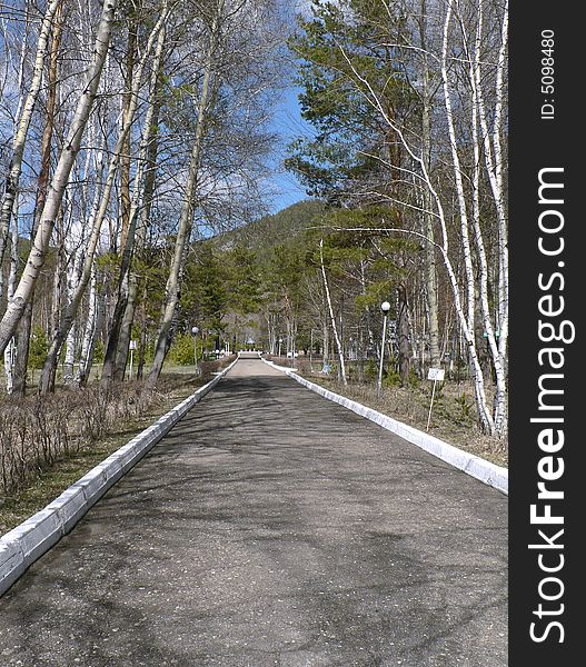 Green Birch avenue in the spring