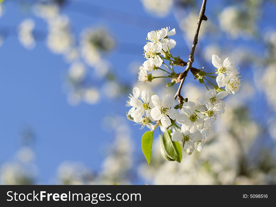 White spring flower in the wild-cherry tree.
