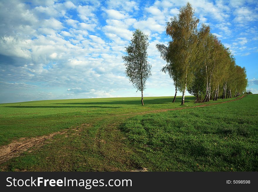 An image of a birches in green field. An image of a birches in green field