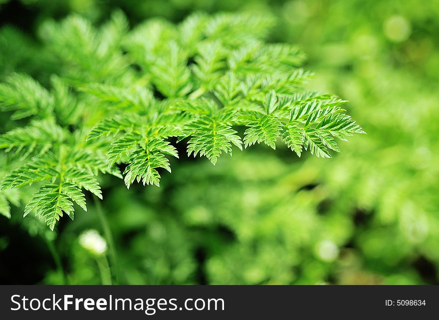 Green foliage on a spring day. Green foliage on a spring day