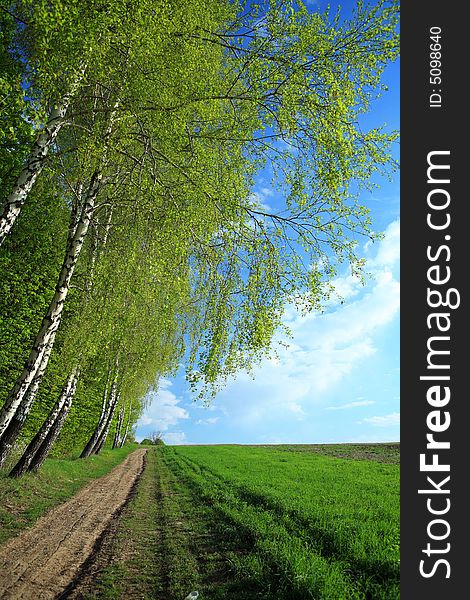 A road in a field and birches along it