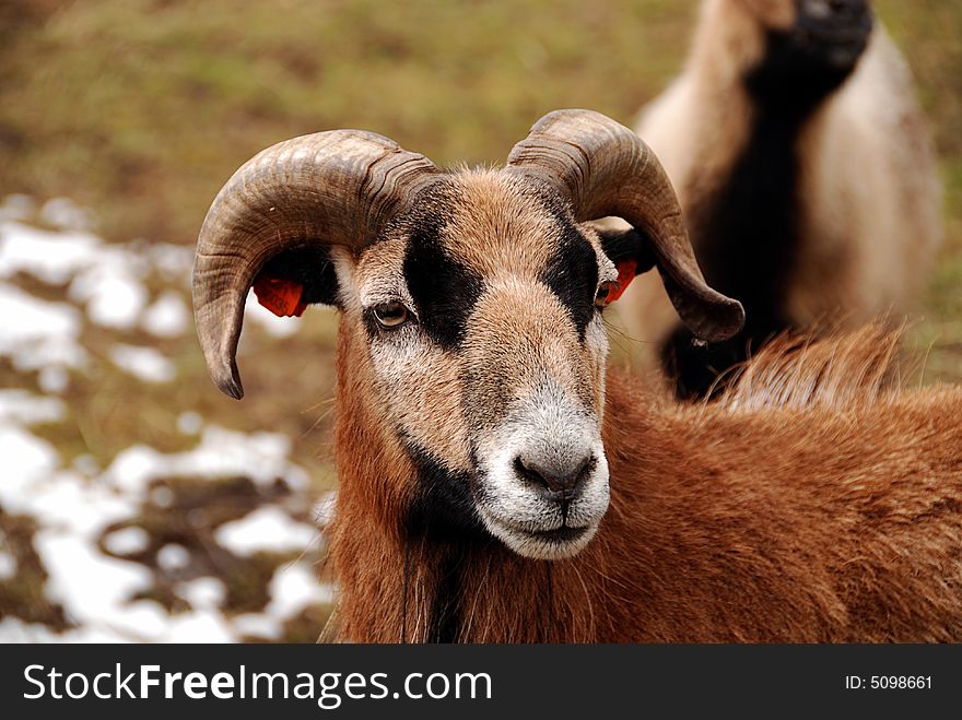 Mouflon male with a winter fur and small horns