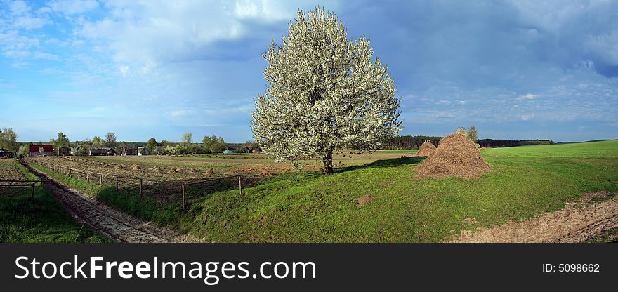 Panorama of a blooming tree in a field