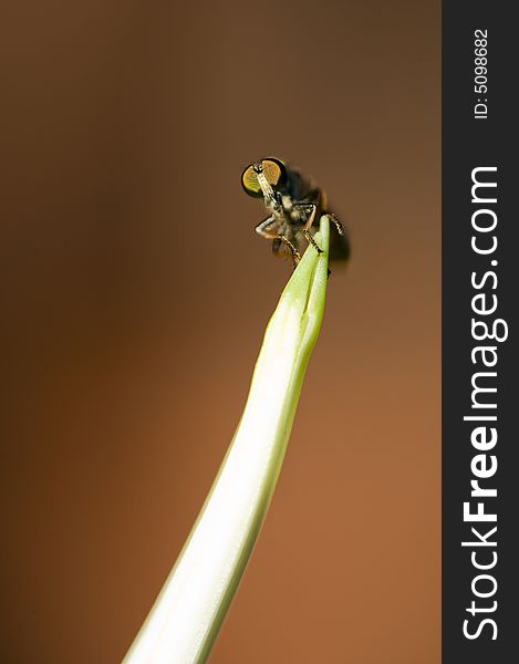 Macro image of a fly on a brach.  Focus on eyes. Macro image of a fly on a brach.  Focus on eyes.